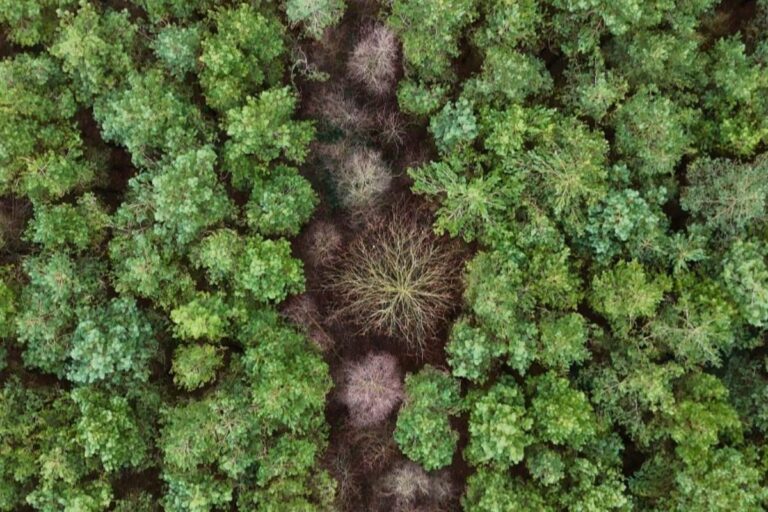 Forêt photographiée depuis un drone pour valorisation environnementale et patrimoniale