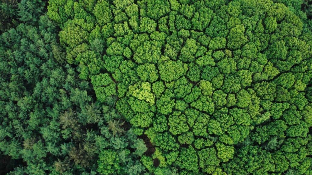 Prise de vue aérienne d’une forêt par drone – Illustration d’un outil durable et respectueux de l’environnement